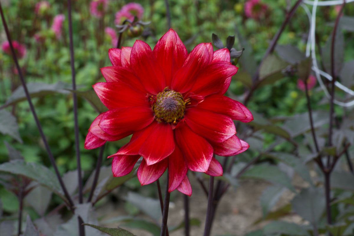 Dahlia Darkarin