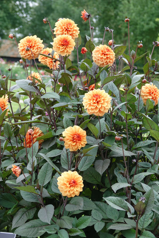 Dahlia David Howard