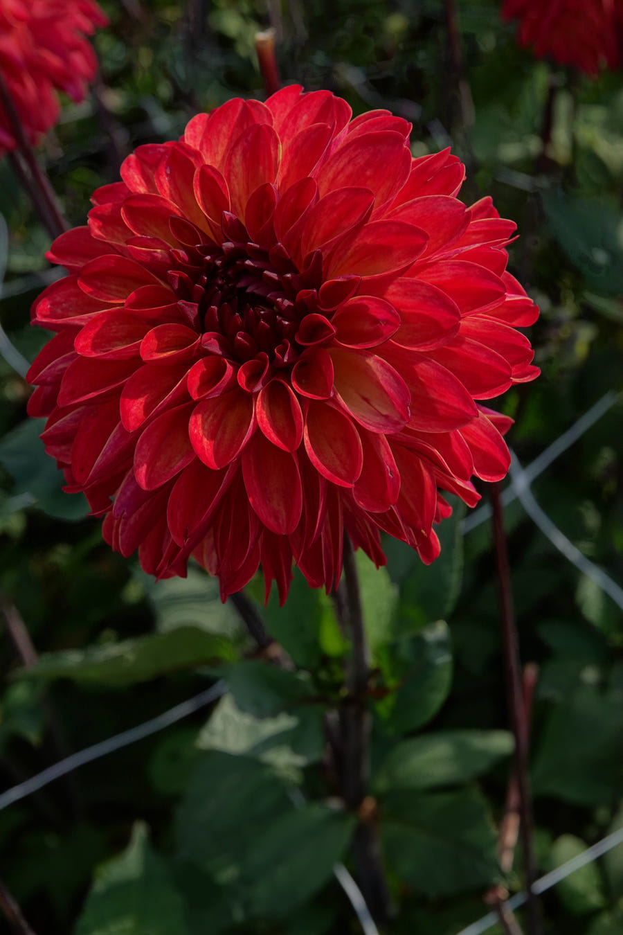 Dahlia Ding A Dong
