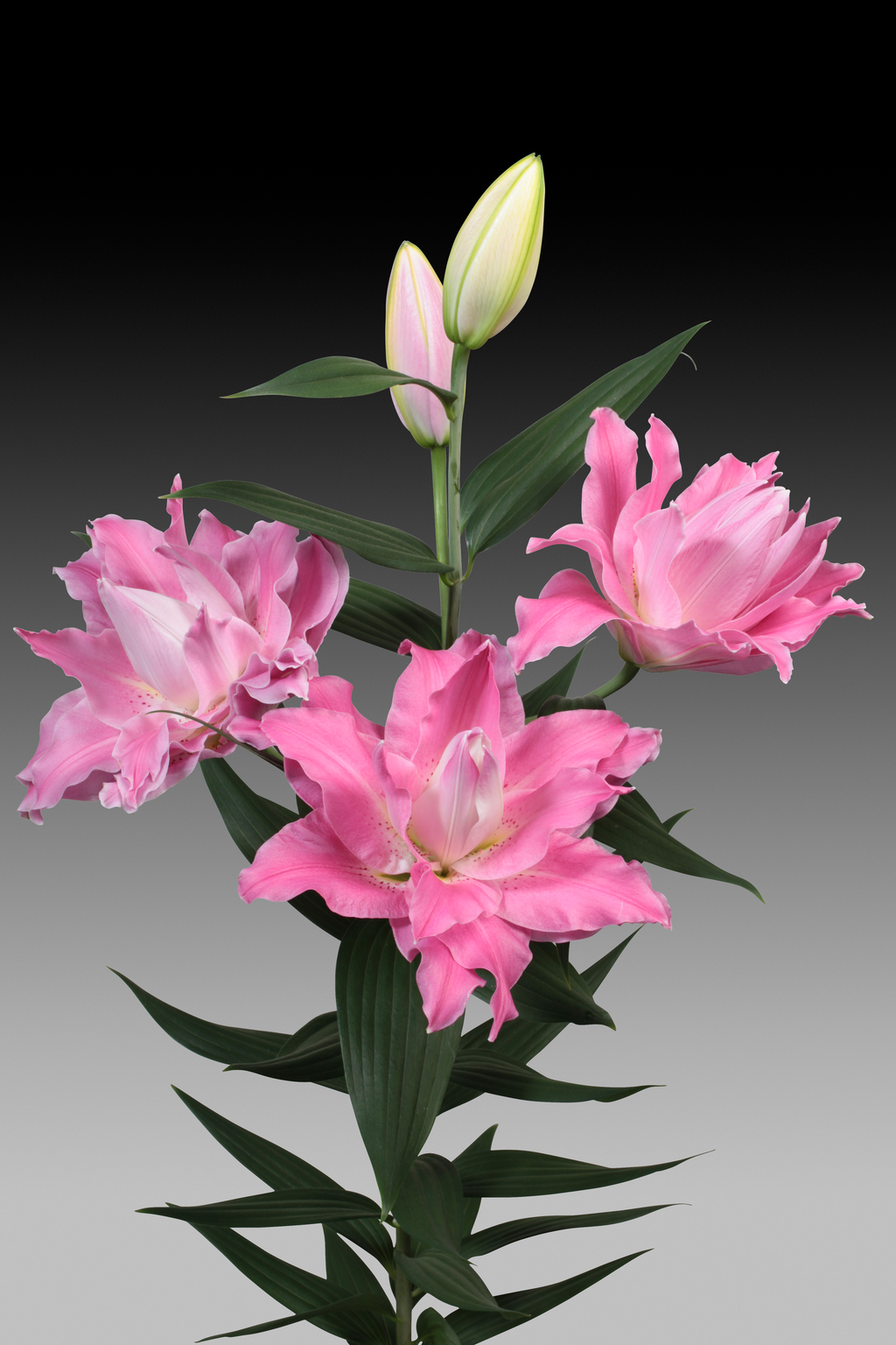Lilium Droomlijn