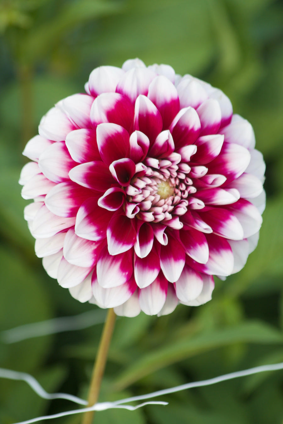 Dahlia Edinburg