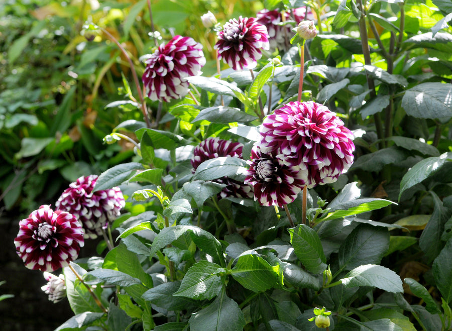 Dahlia Edinburg
