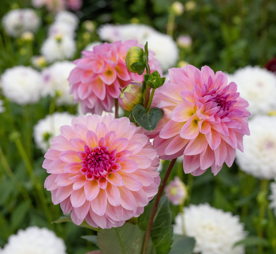 Dahlia Esli