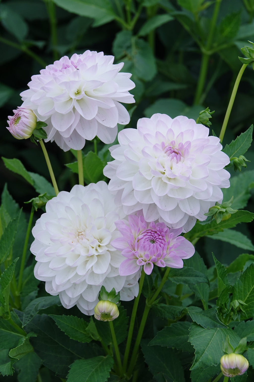 Dahlia Eveline