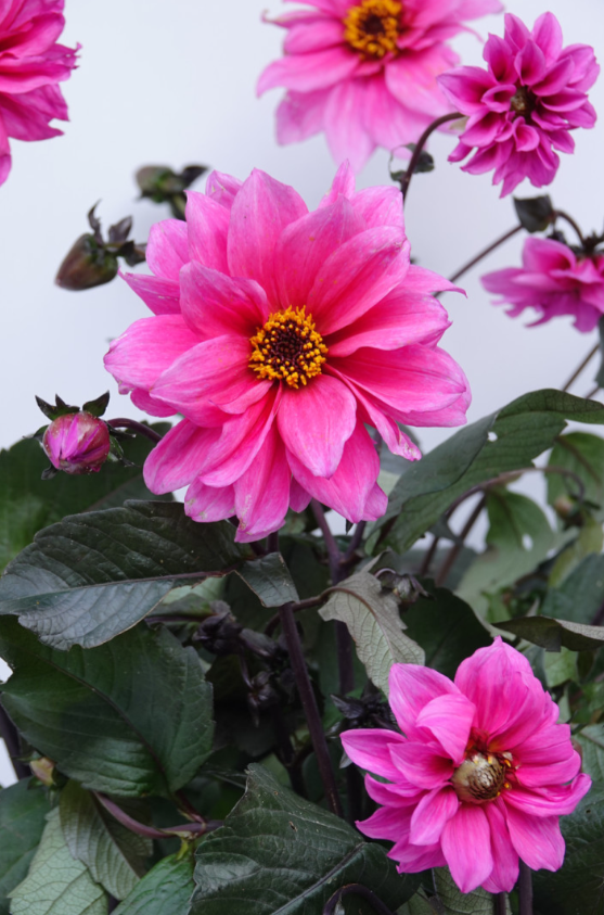 Dahlia Fascination