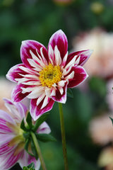 Dahlia Fashion Monger