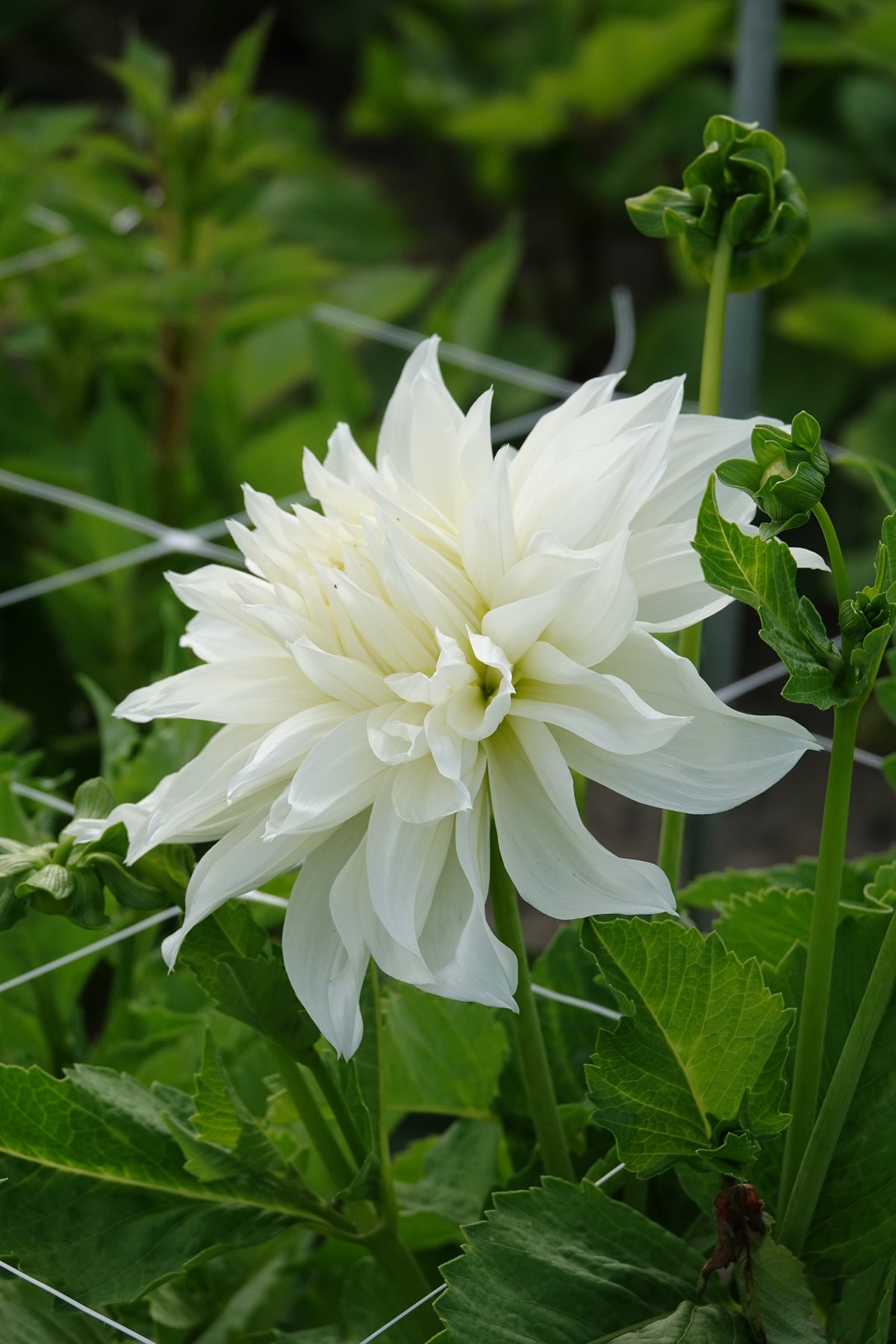 Dahlia Fleurel