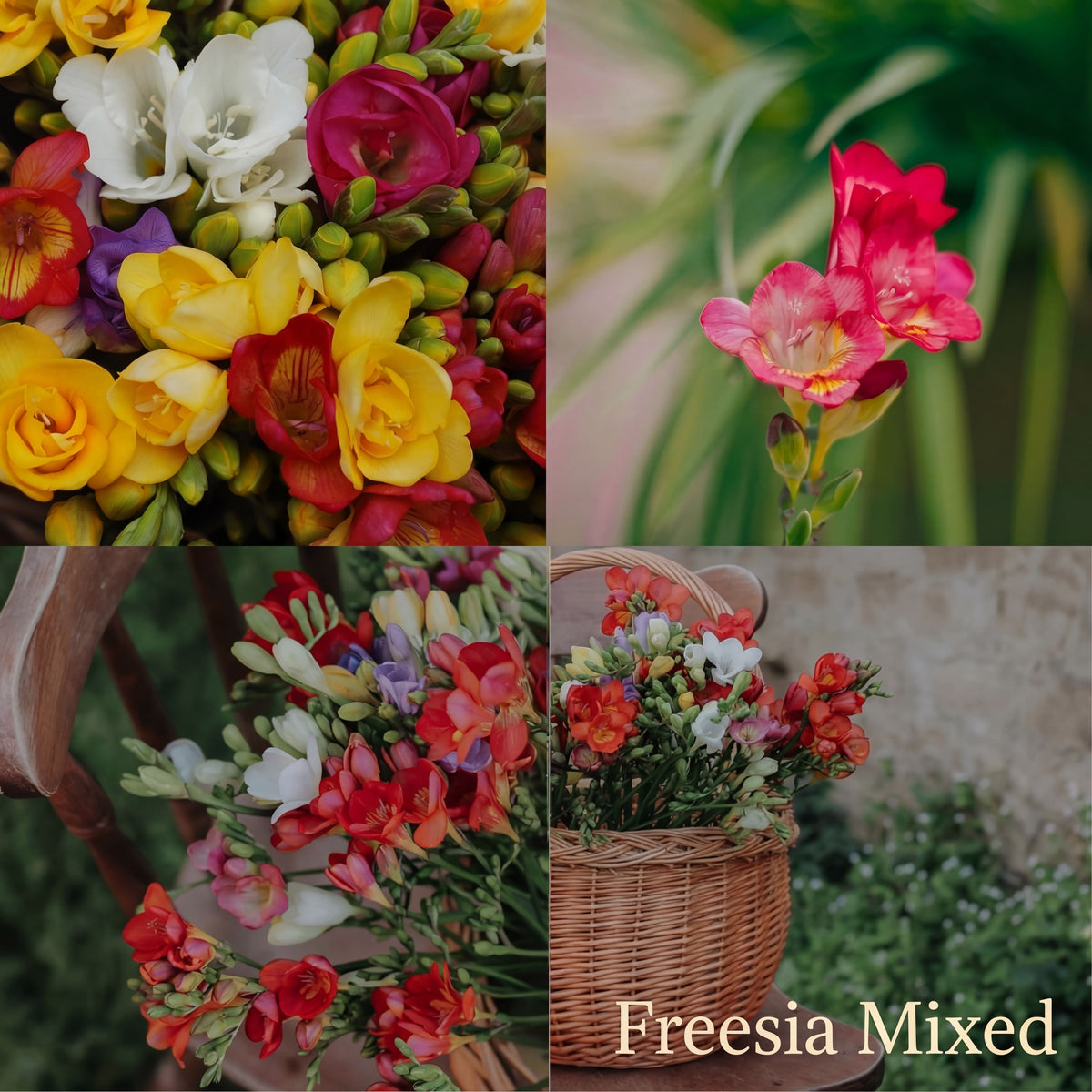 Freesia Zomertuin Collectie