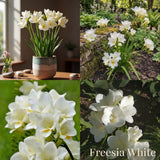 Freesia Zomertuin Collectie