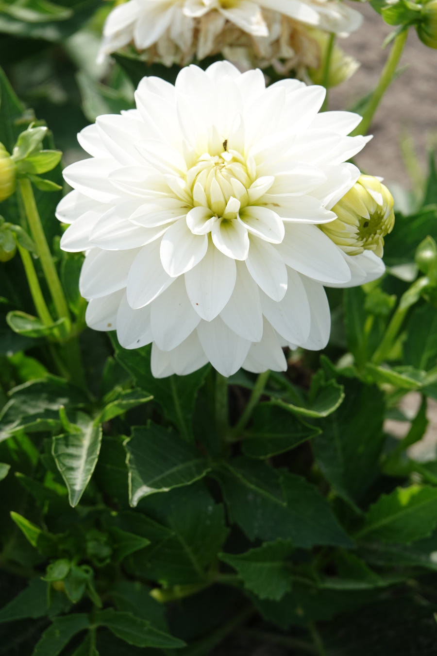 Dahlia Art Fair flowers in the garden