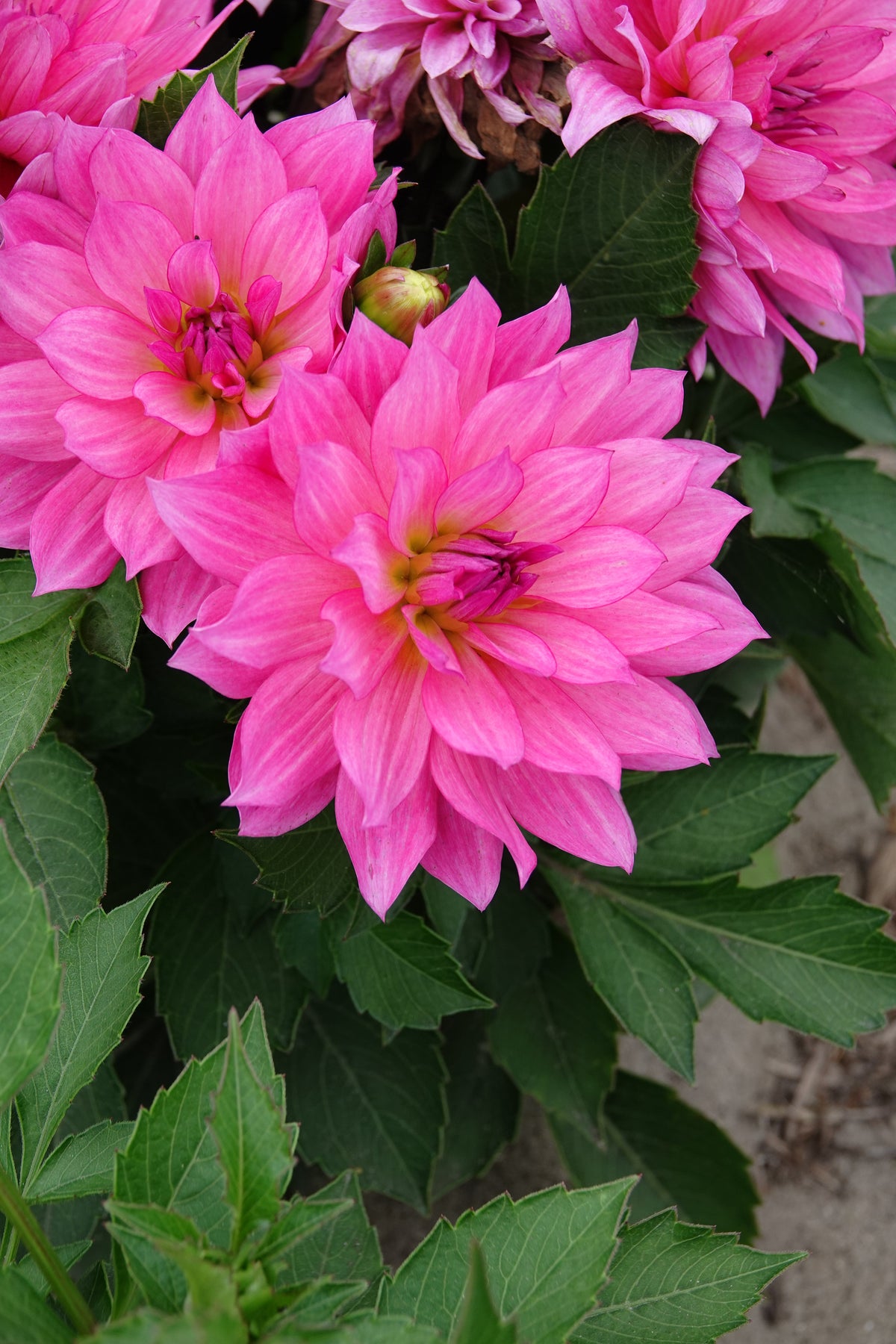 Dahlia Renoir