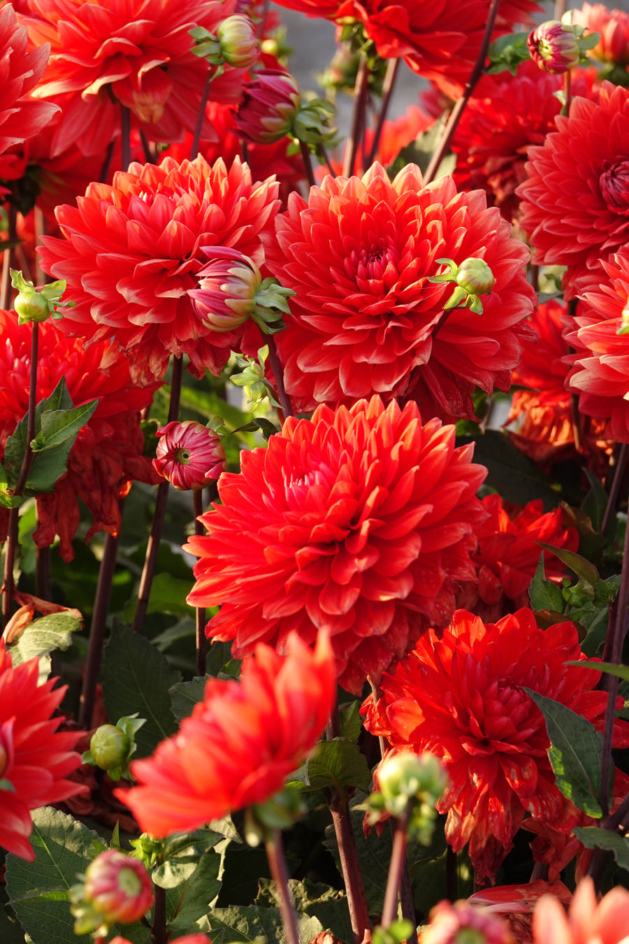 Dahlia Garden Wonder