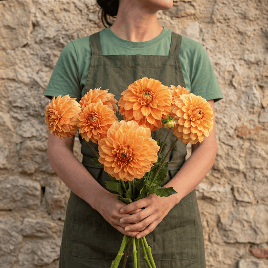 Dahlia Garden Jubilee