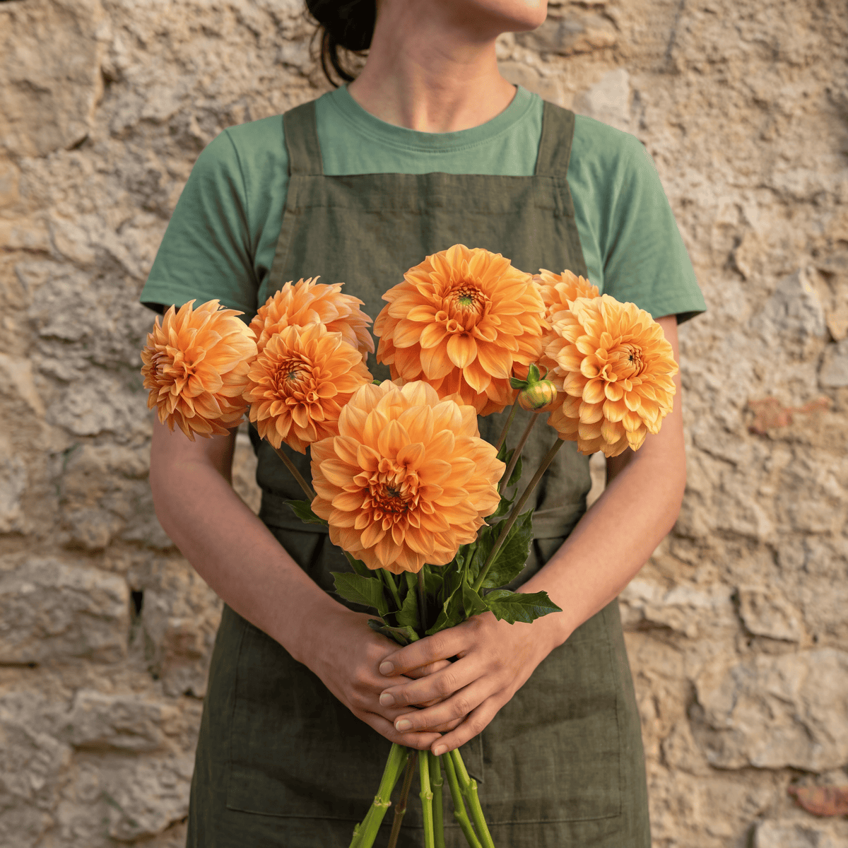 Dahlia Garden Jubilee