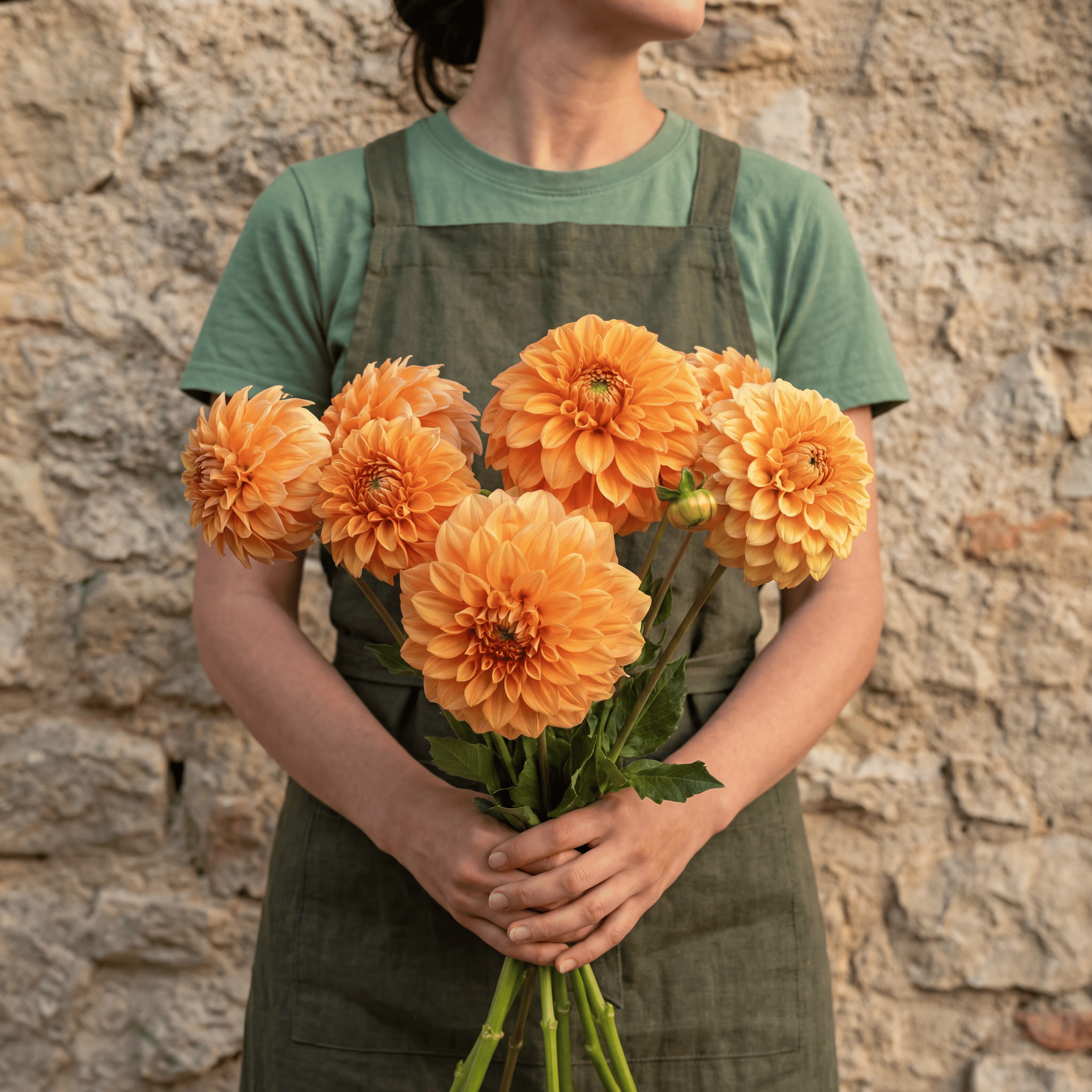 Dahlia Garden Jubilee