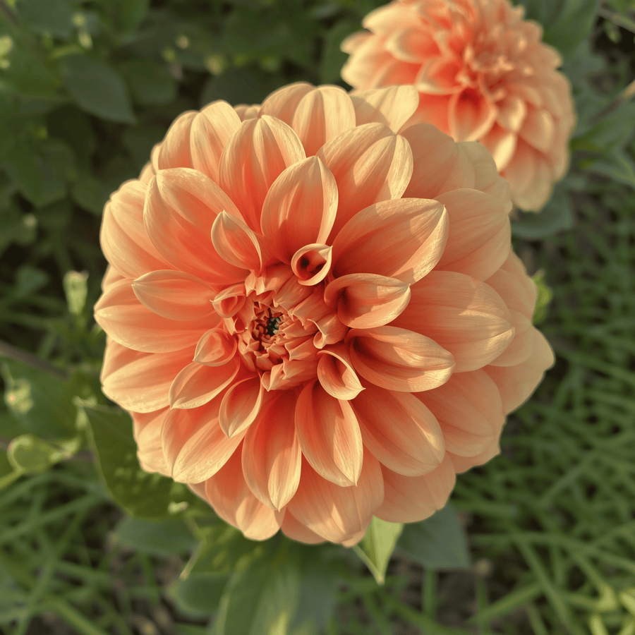 Dahlia Garden Jubilee