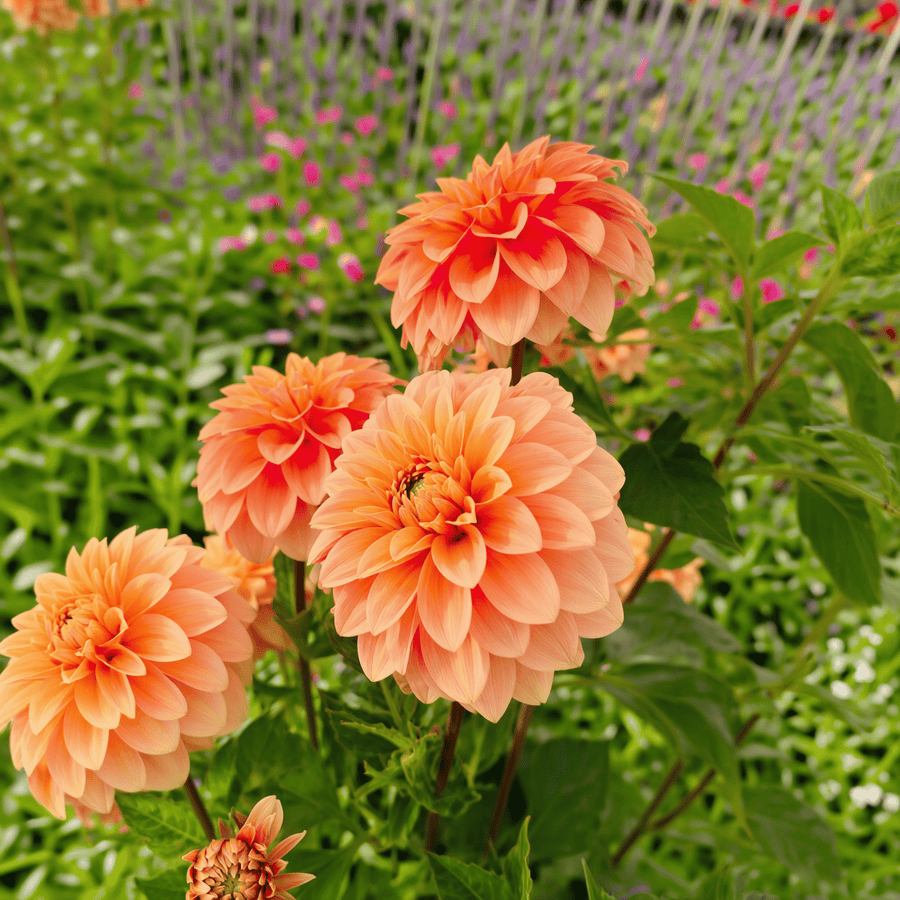 Dahlia Garden Jubilee