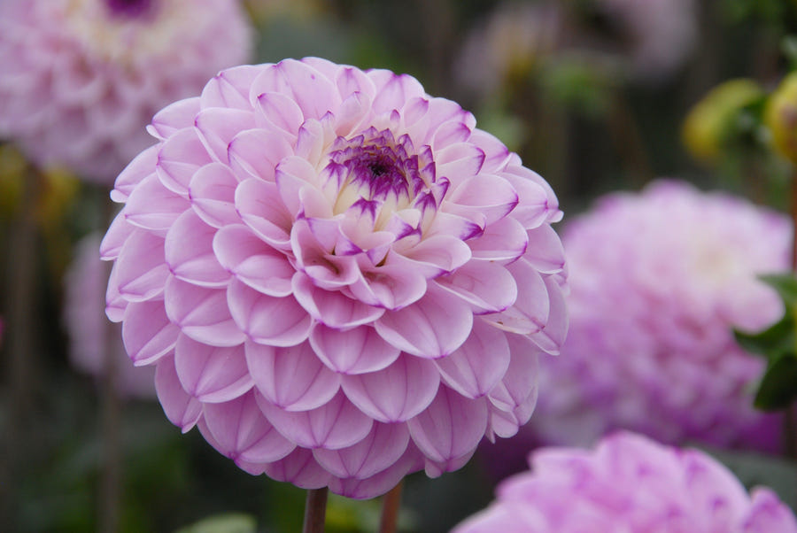 Dahlia Genova