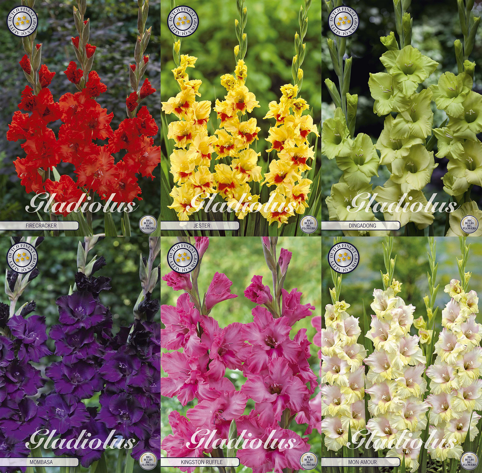 Gladiolus Klassieke Hoogten