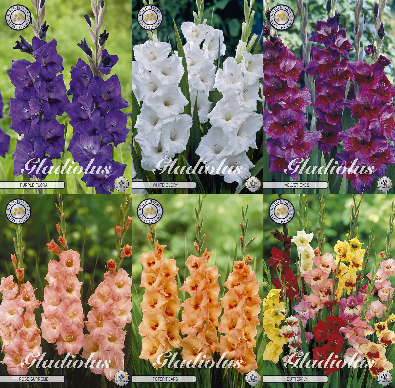 Gladiolus Kleurensymfonie