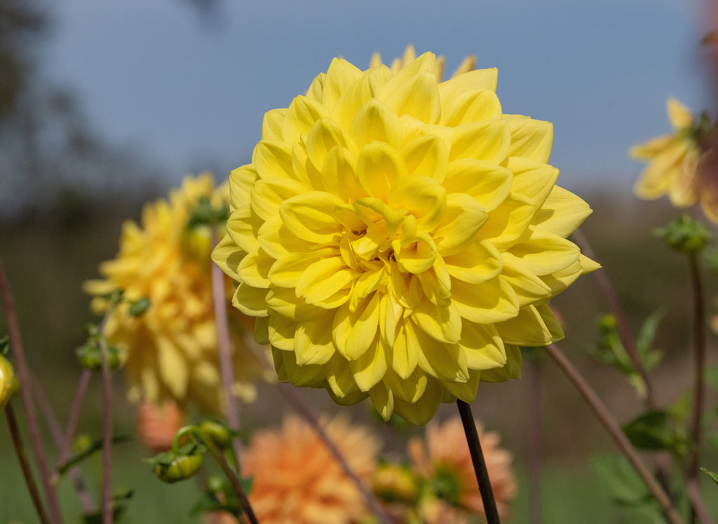 Dahlia Golden Emblem