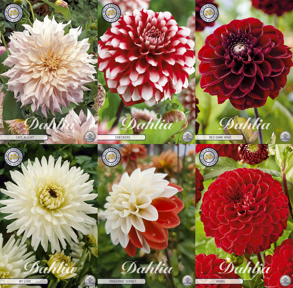 Collectie Groeiende Liefde