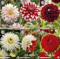 Collectie Groeiende Liefde