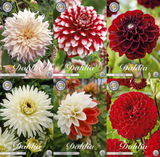 Collectie Groeiende Liefde