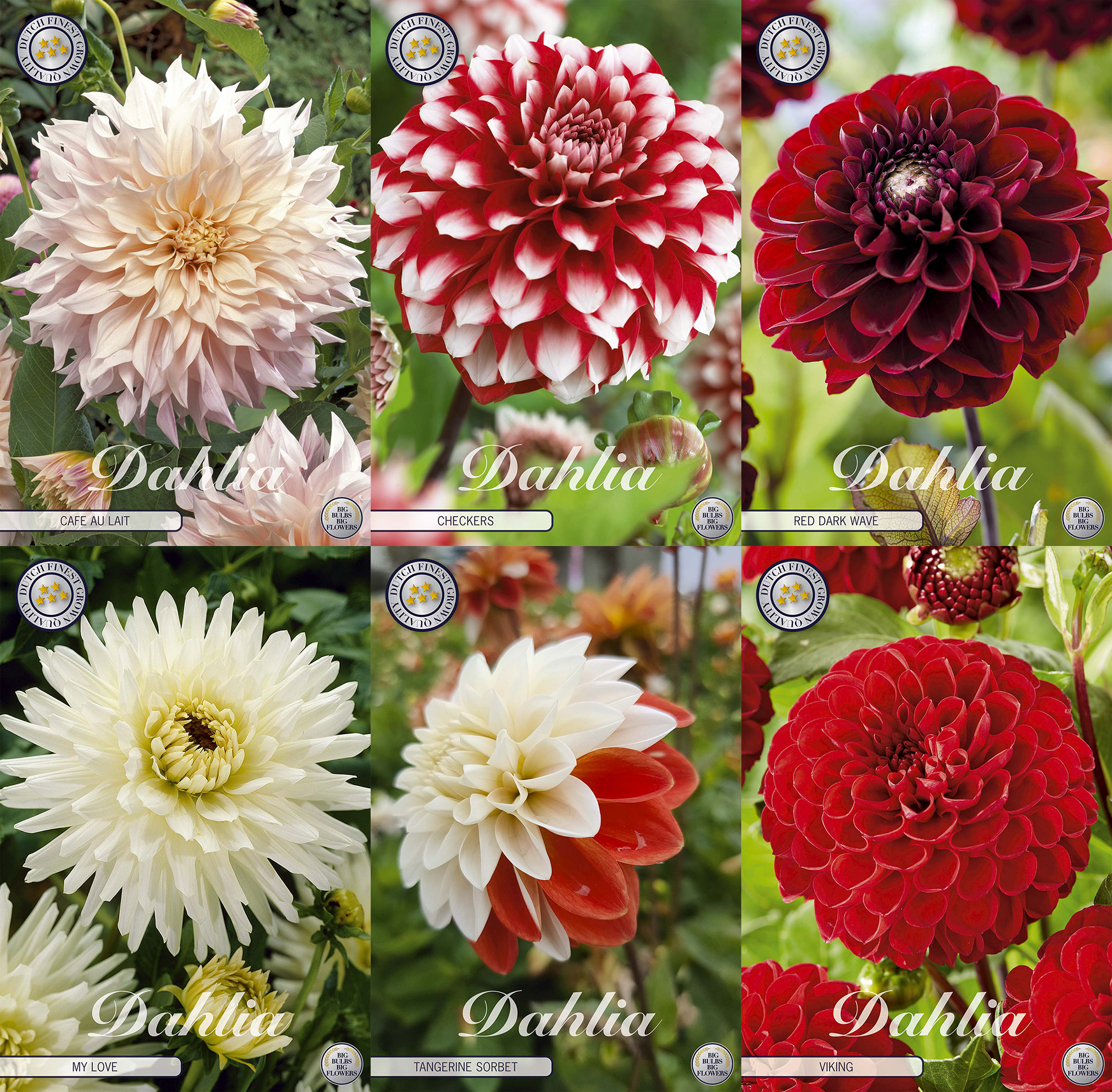 Collectie Groeiende Liefde