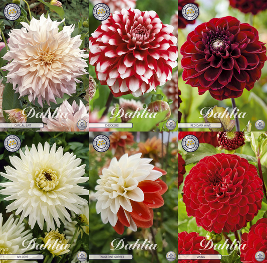 Collectie Groeiende Liefde