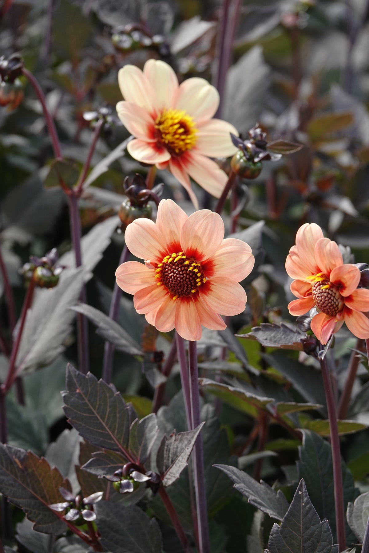 Dahlia HS First Love