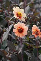 Dahlia HS First Love