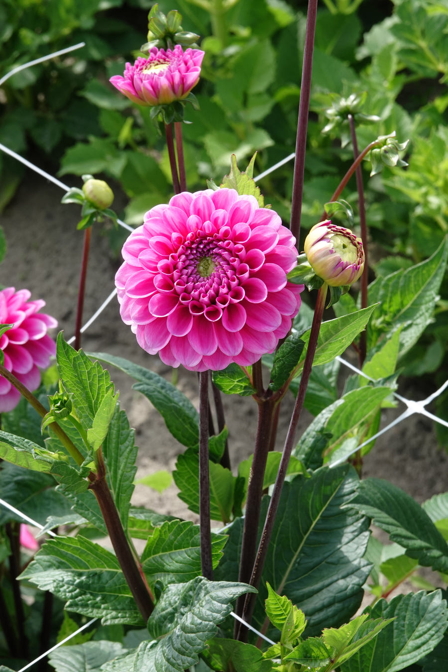 Dahlia Happy Hour