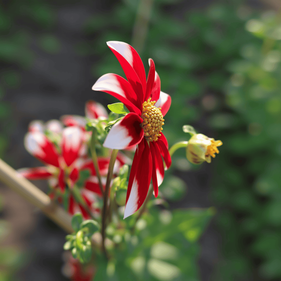 Dahlia Honka Red Windmill