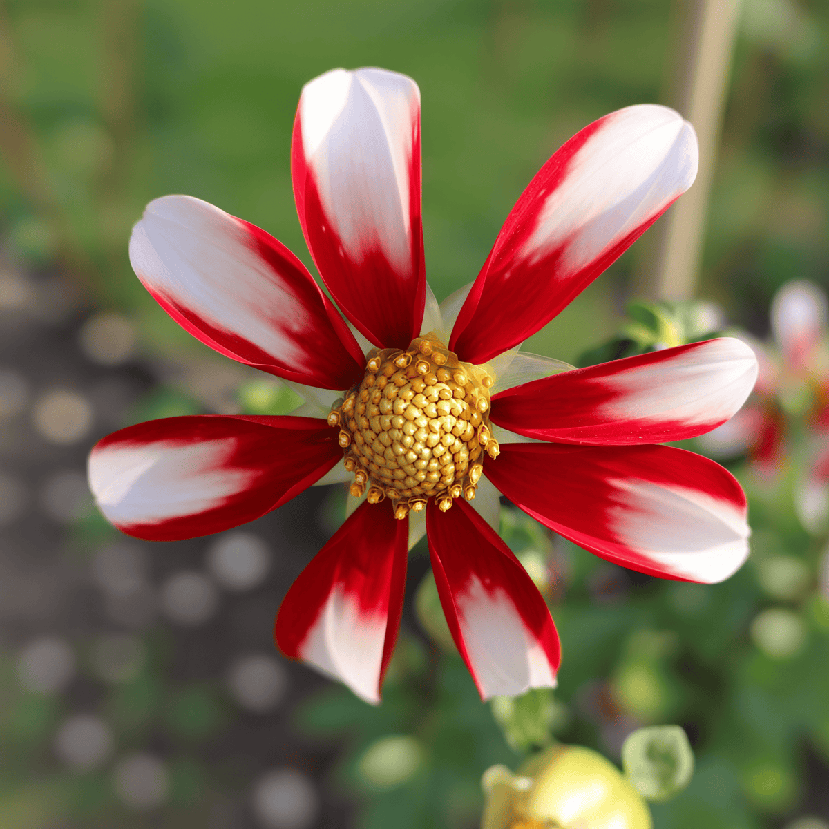 Dahlia Honka Red Windmill