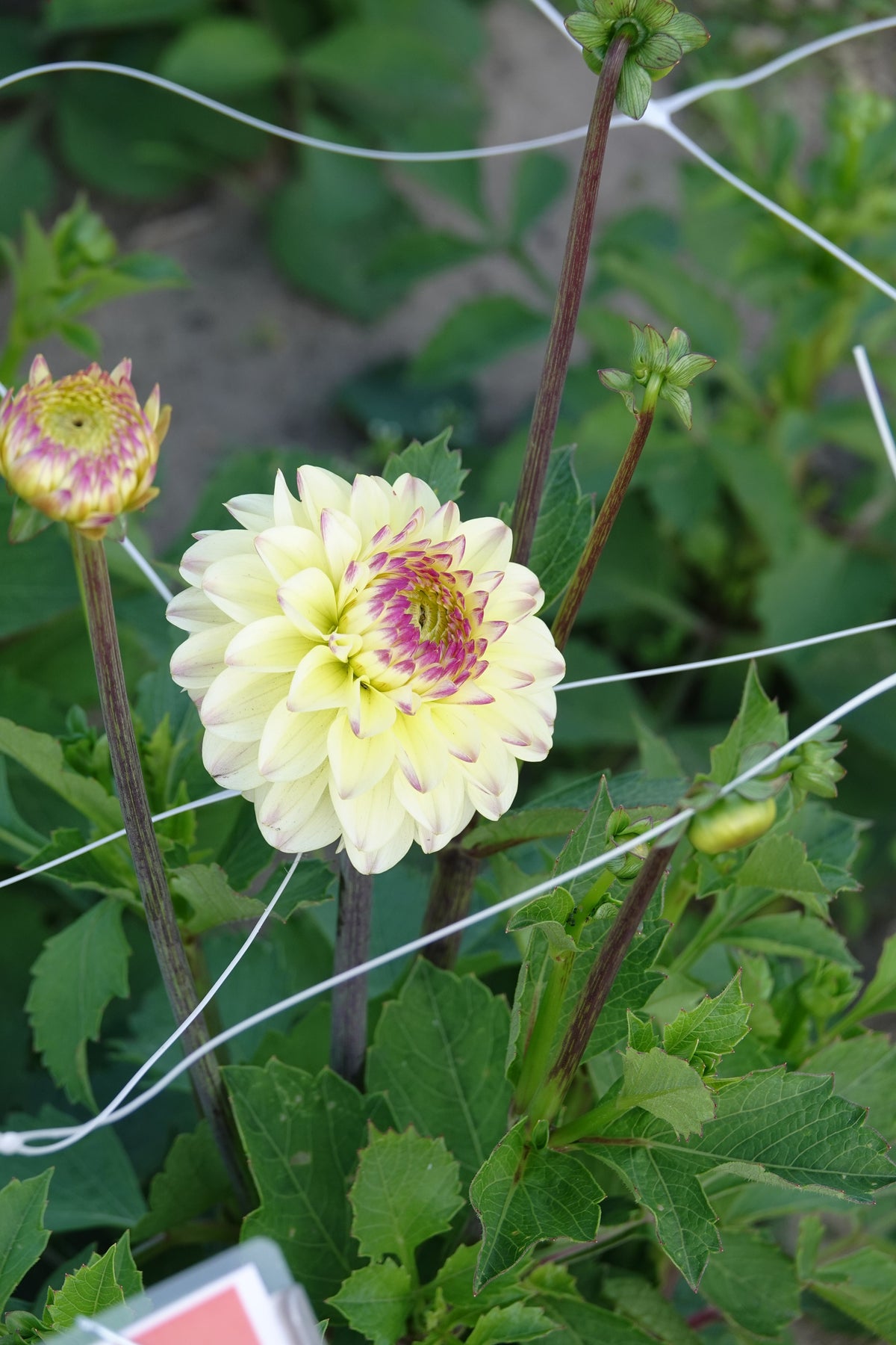 Dahlia Isa Favourite