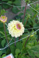 Dahlia Isa Favourite