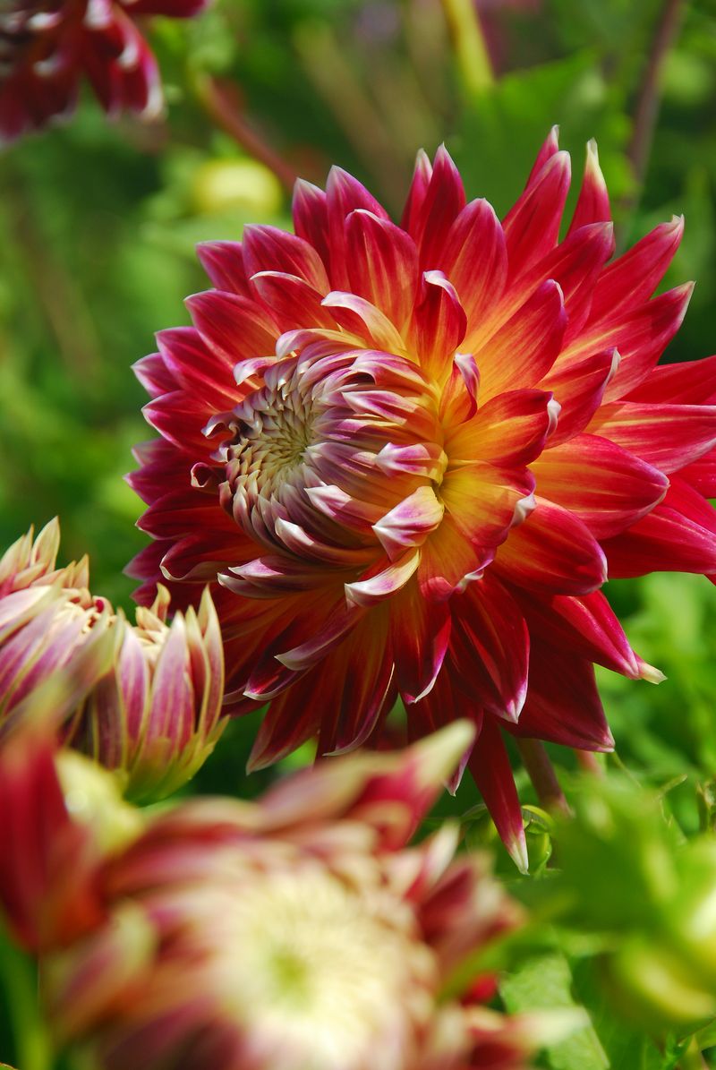 Dahlia Akita flowers in the garden