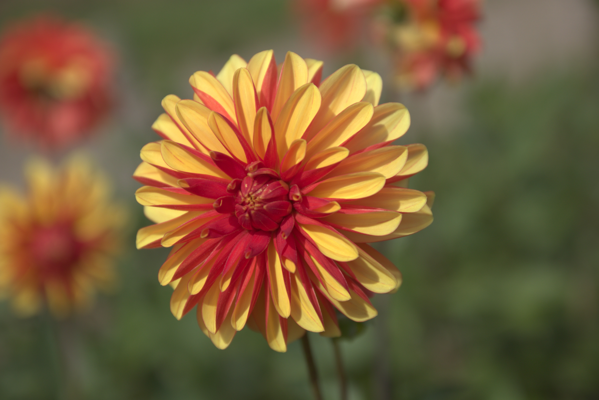 Dahlia Japlou