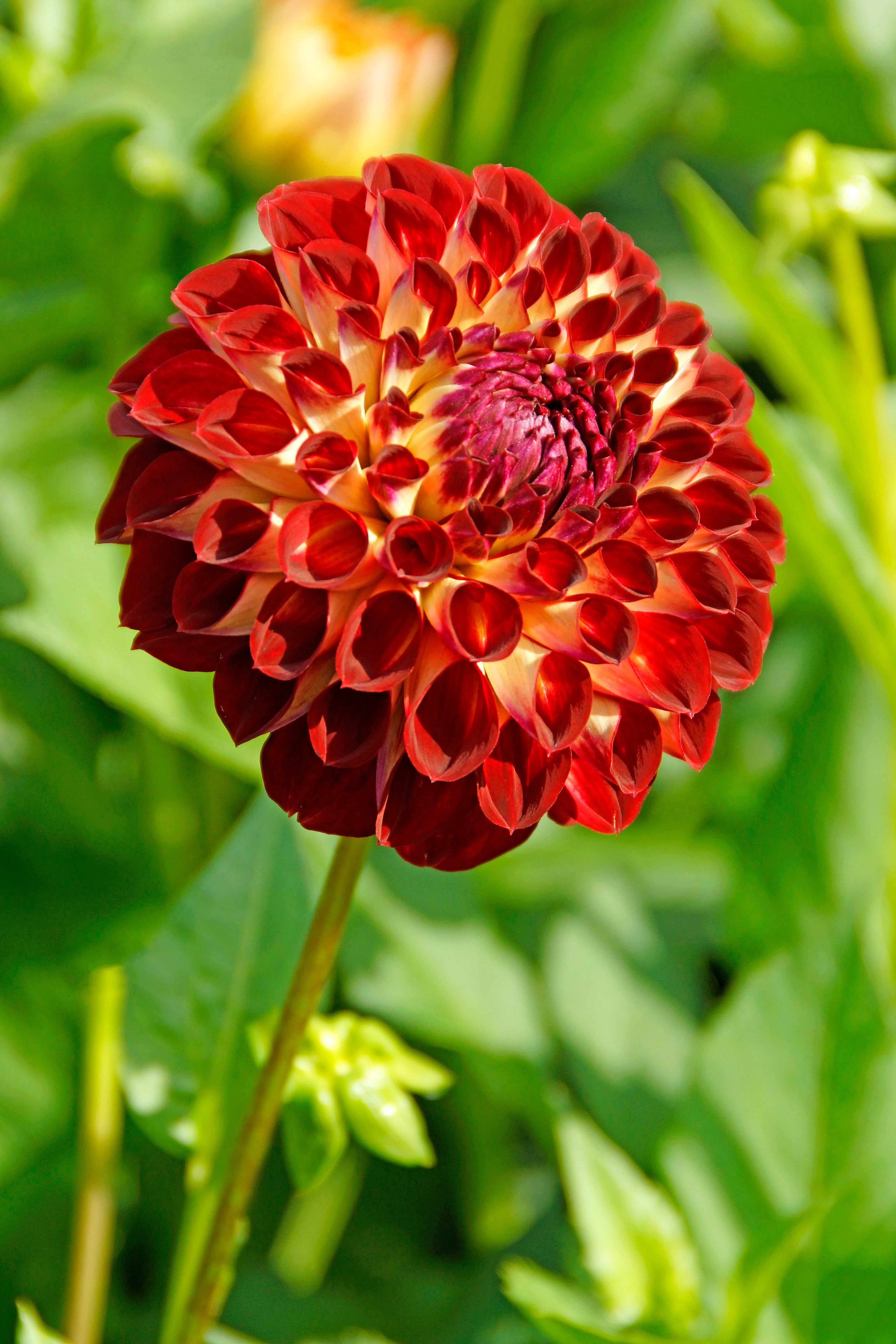 Dahlia Jowey Joshua