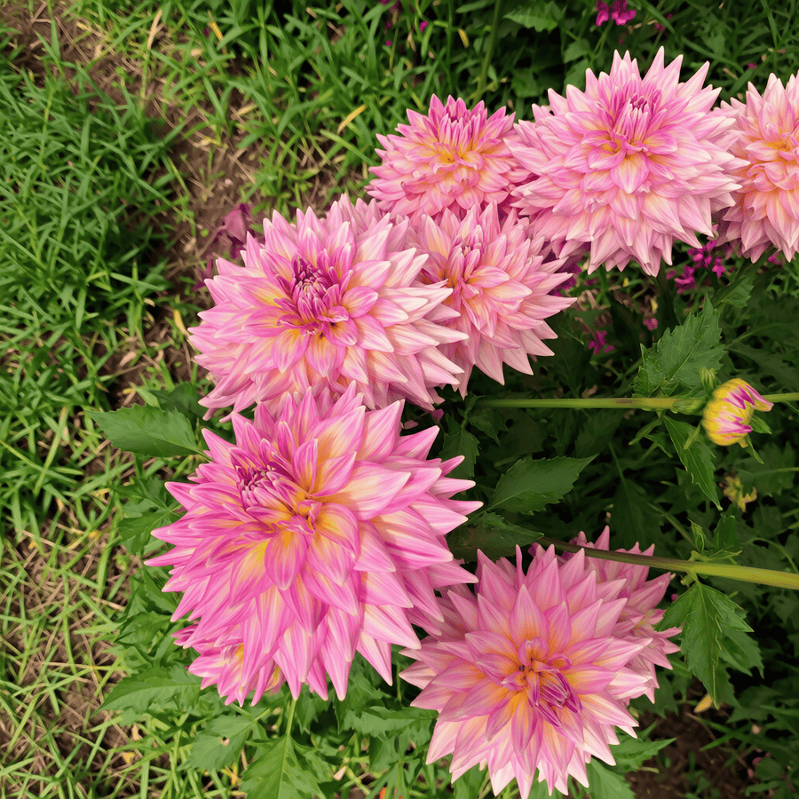 Dahlia Kidds Climax