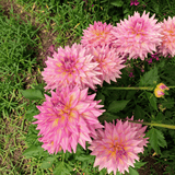 Dahlia Kidds Climax