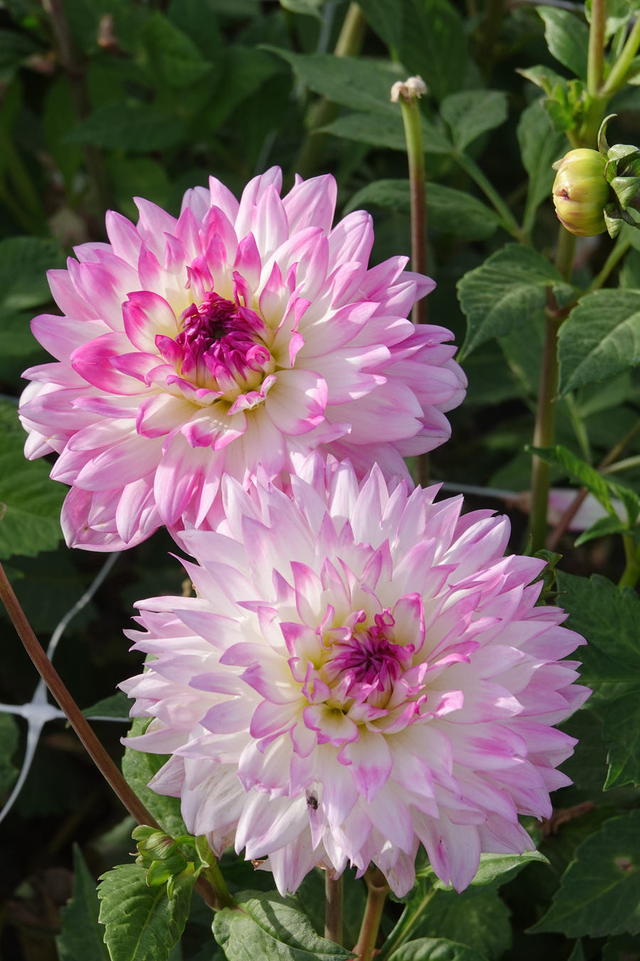 Dahlia Kordessa