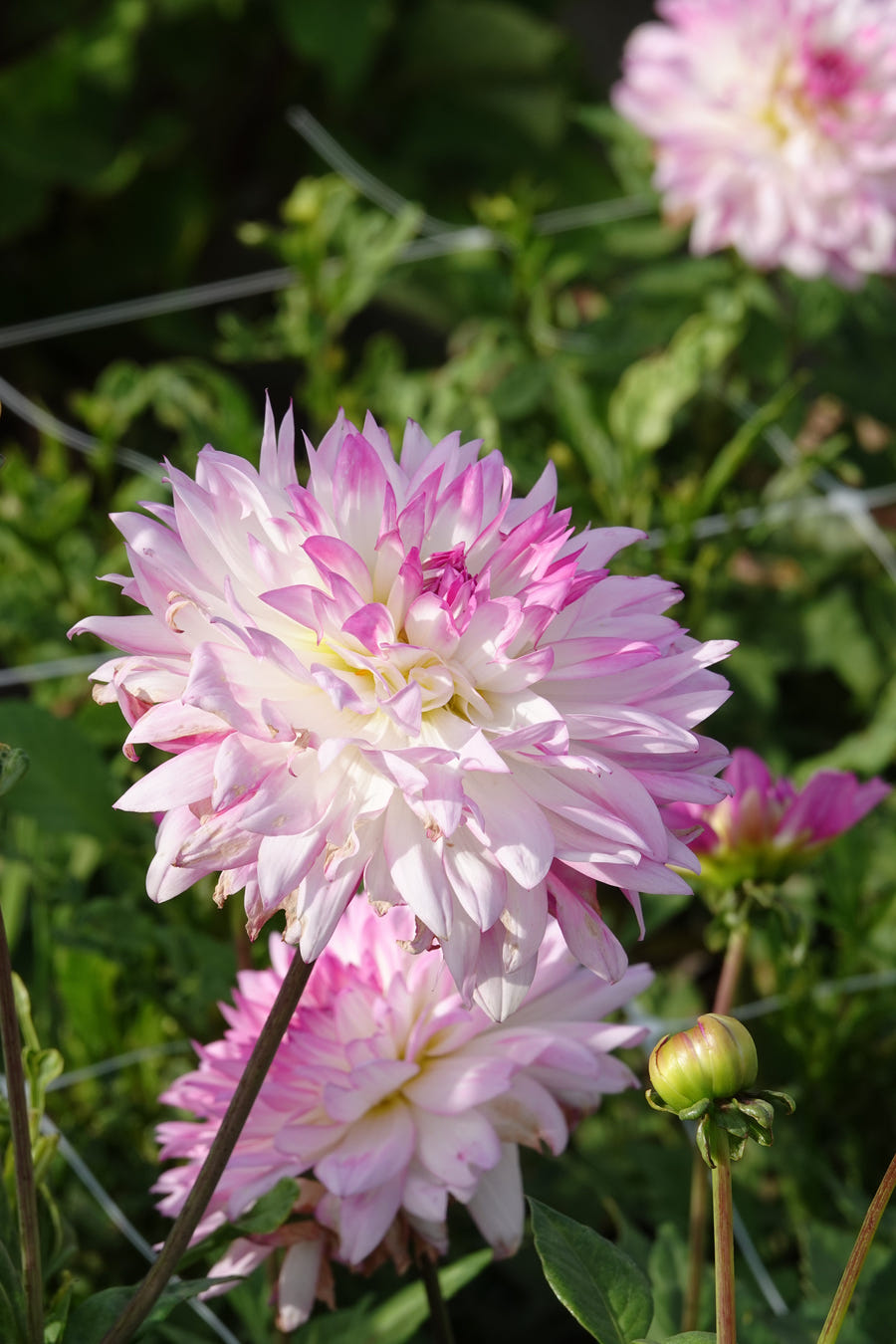 Dahlia Kordessa