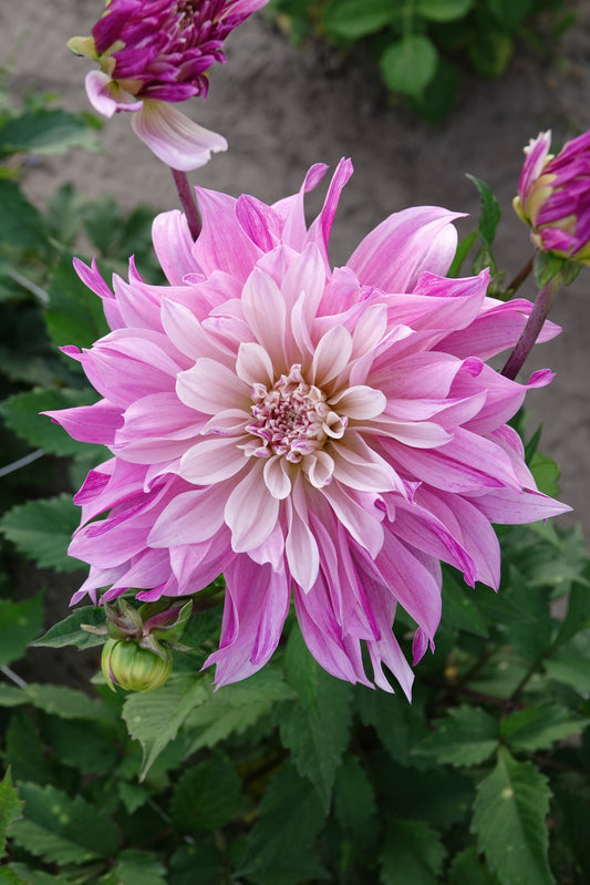 Dahlia Labyrinth Twotone