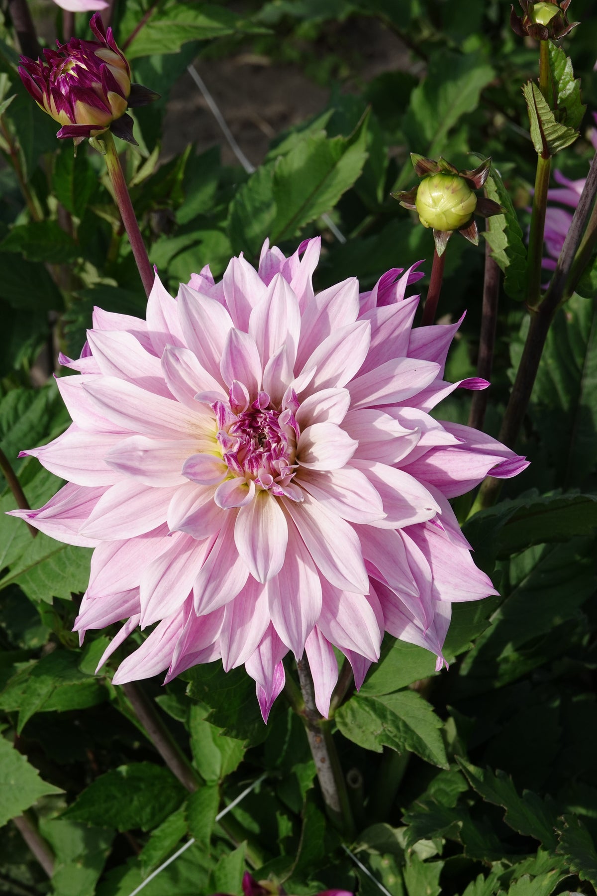 Dahlia Labyrinth Twotone