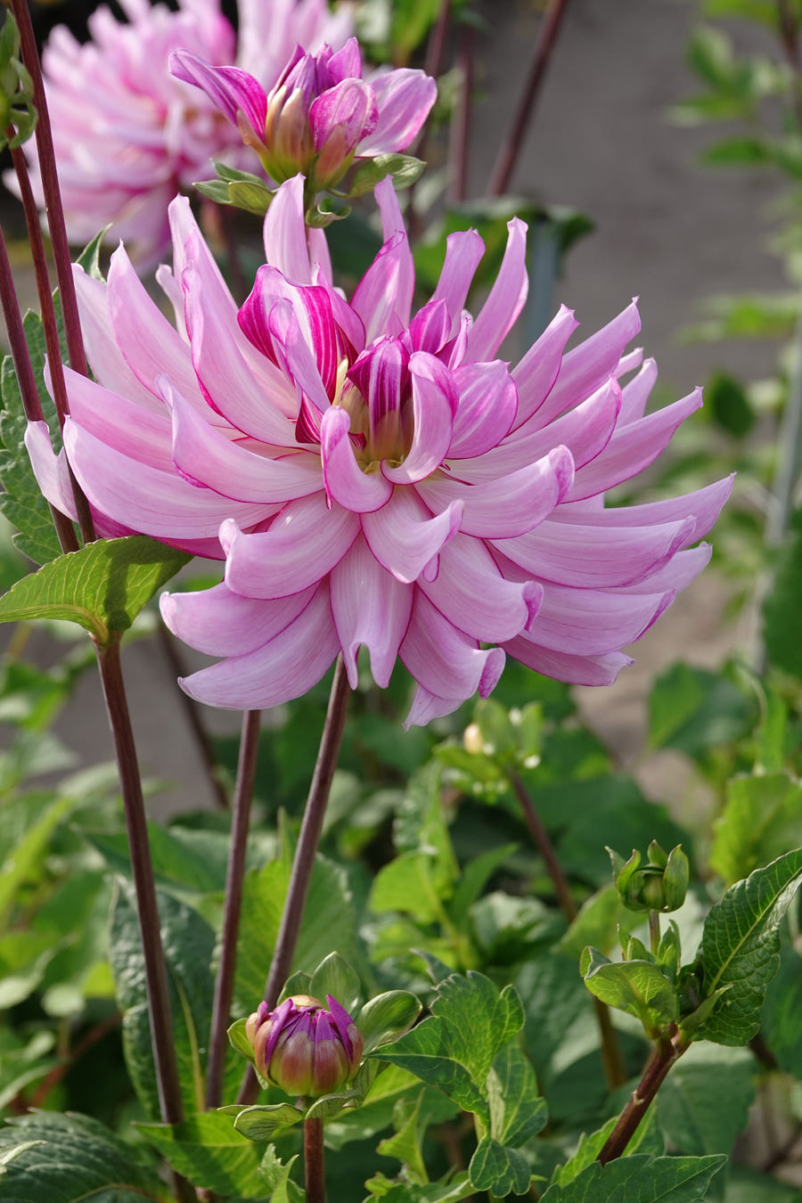 Dahlia Savanna Rose
