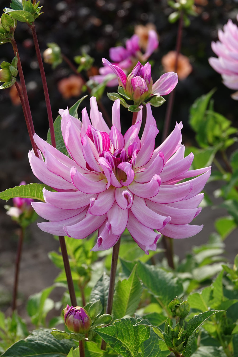 Dahlia Savanna Rose