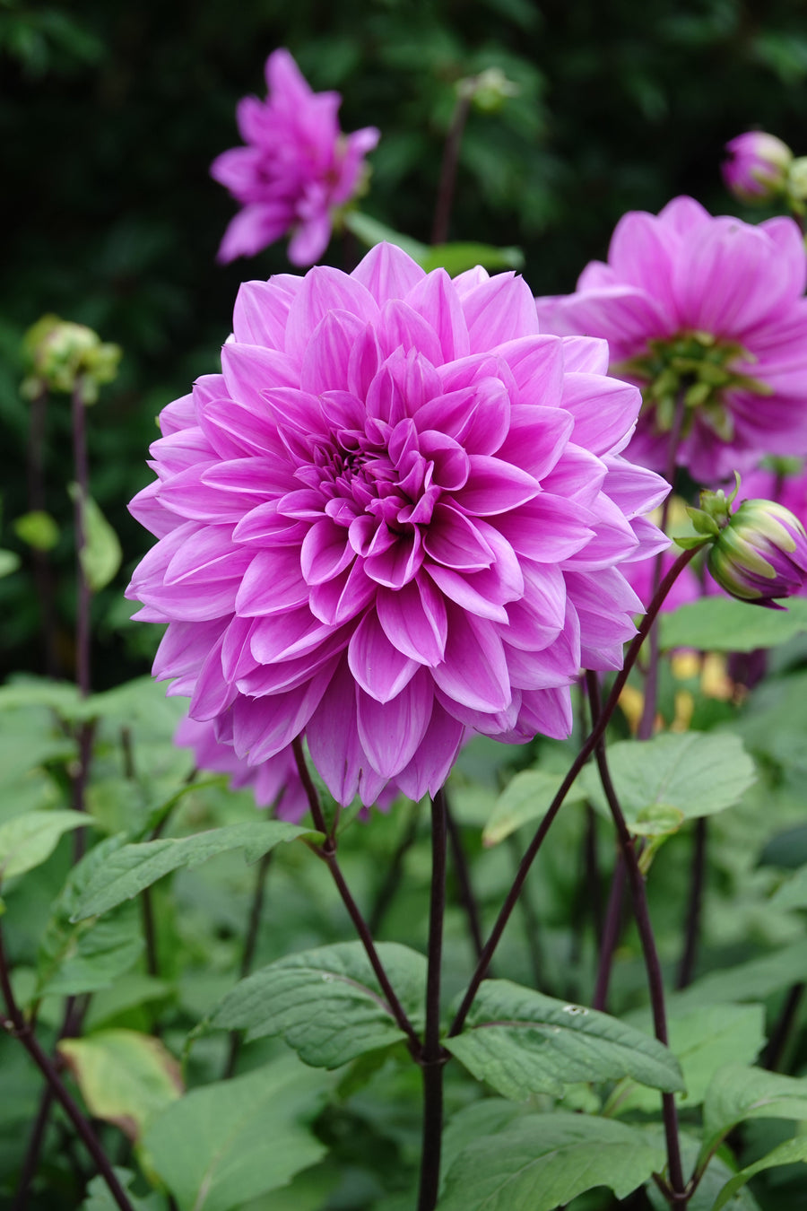 Dahlia Lilac Time