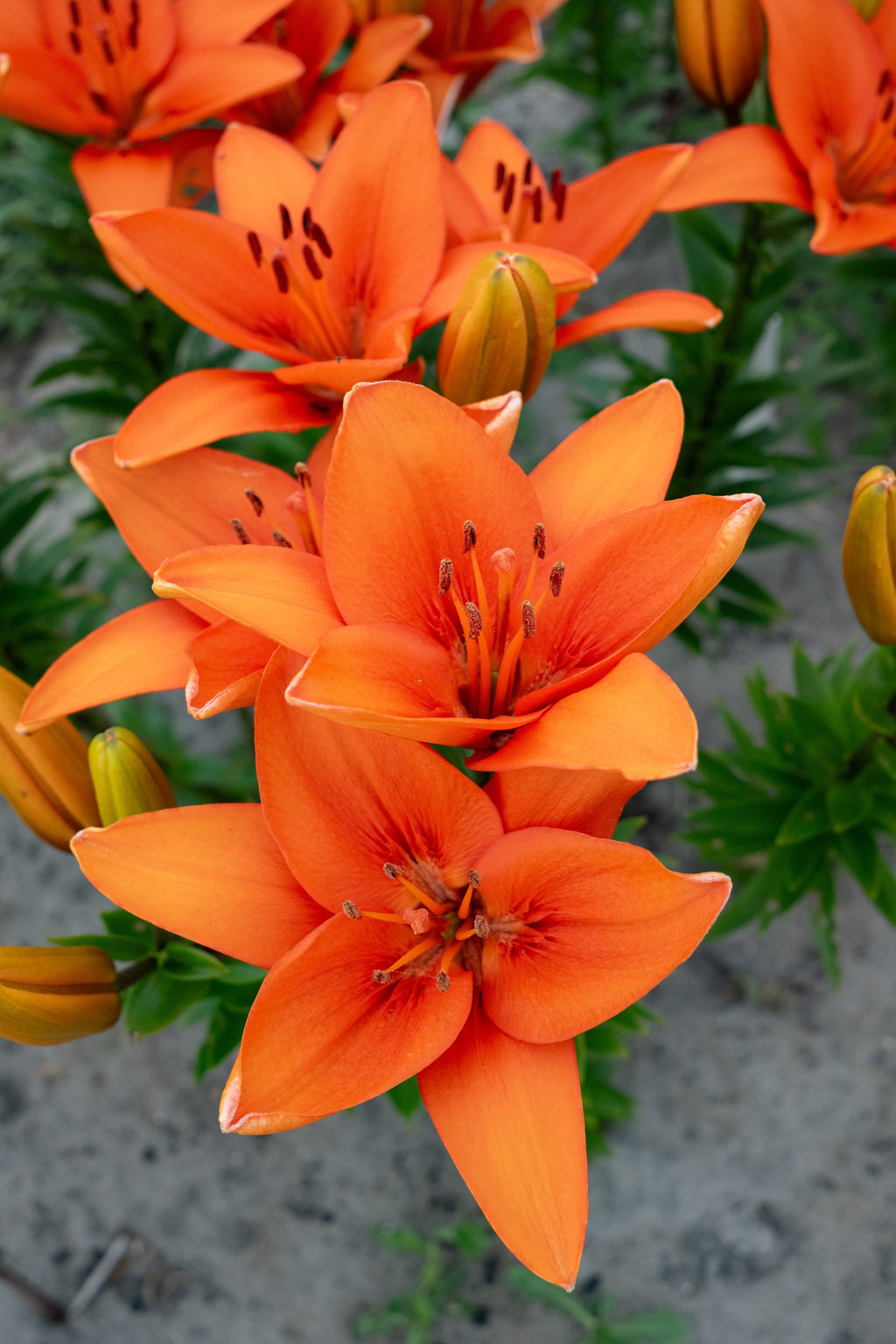 Lelie Oranje Zomer